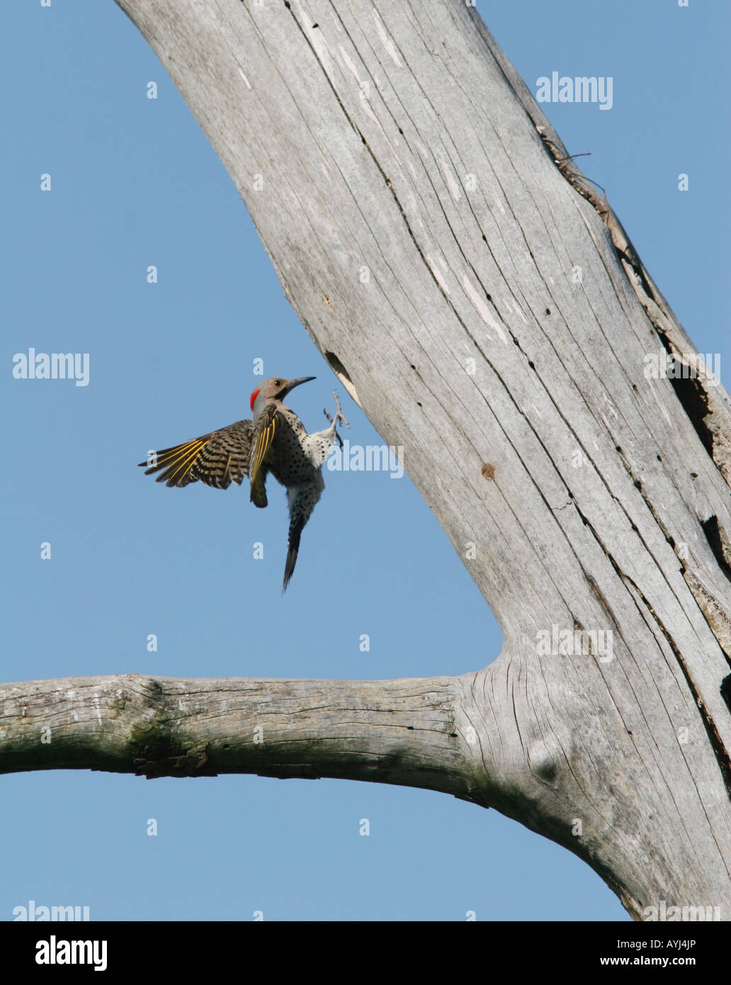 Comune picchio sfarfallio nest foro Foto Stock