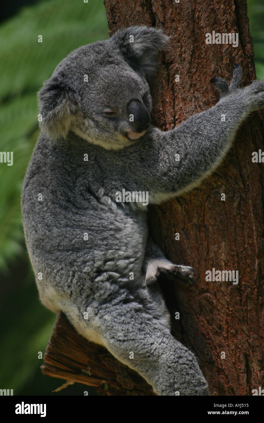 Un koala abbracciando un albero in lo Zoo di Taronga Sydney Foto Stock