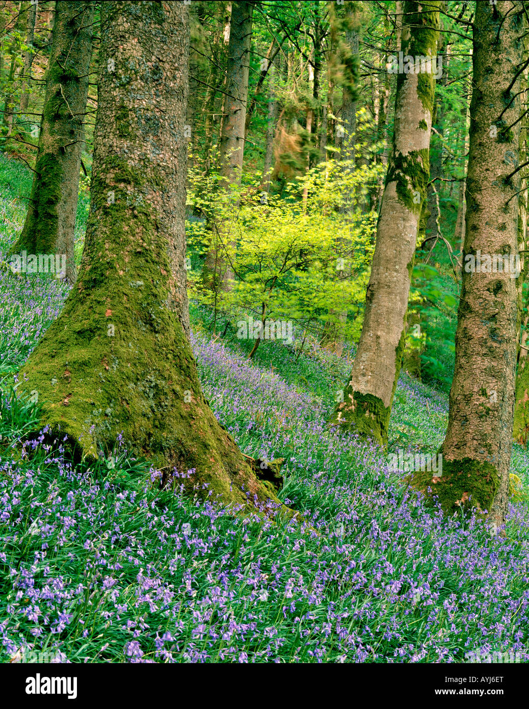 Bluebell woodlands in corrispondenza Ysbyty Ifan, Snowdonia National Park. Galles Foto Stock