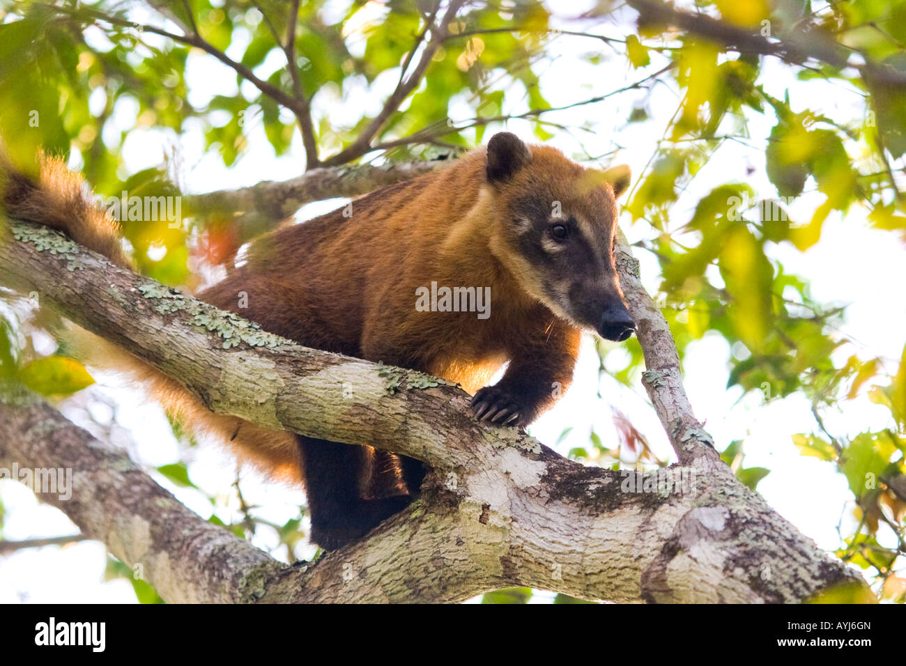 Sud Americana coati (Nasua nasua), Northern Pantanal, Brasile Foto Stock