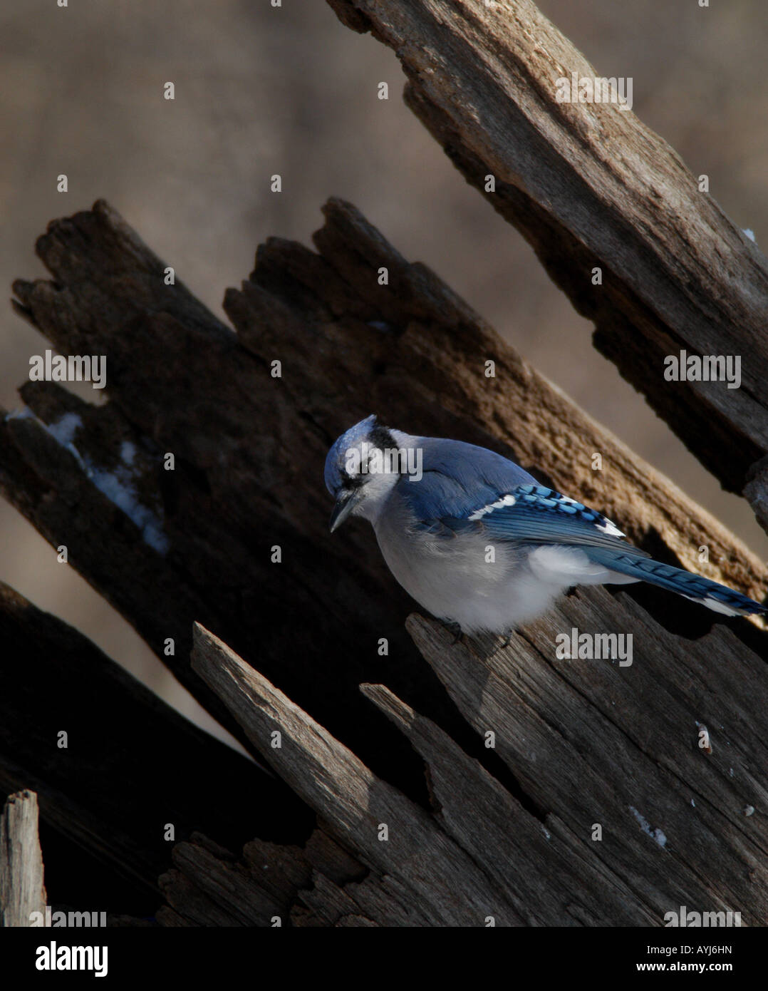 Blue Jay colorato songbird moncone di registro colore degli uccelli Foto Stock