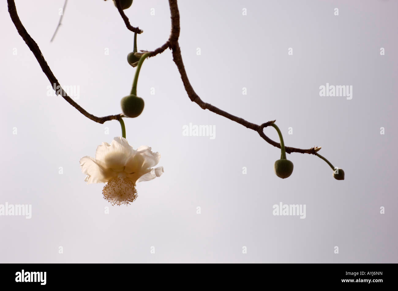 Fiore e frutto di baobab in Africa, Mozambico Foto Stock