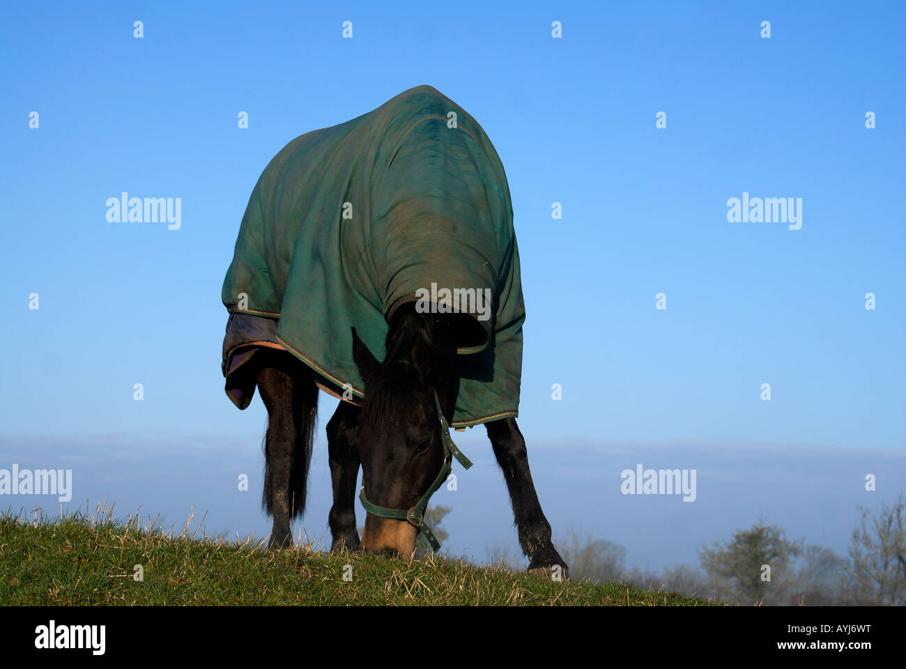 'Il cavallo da corsa' Foto Stock