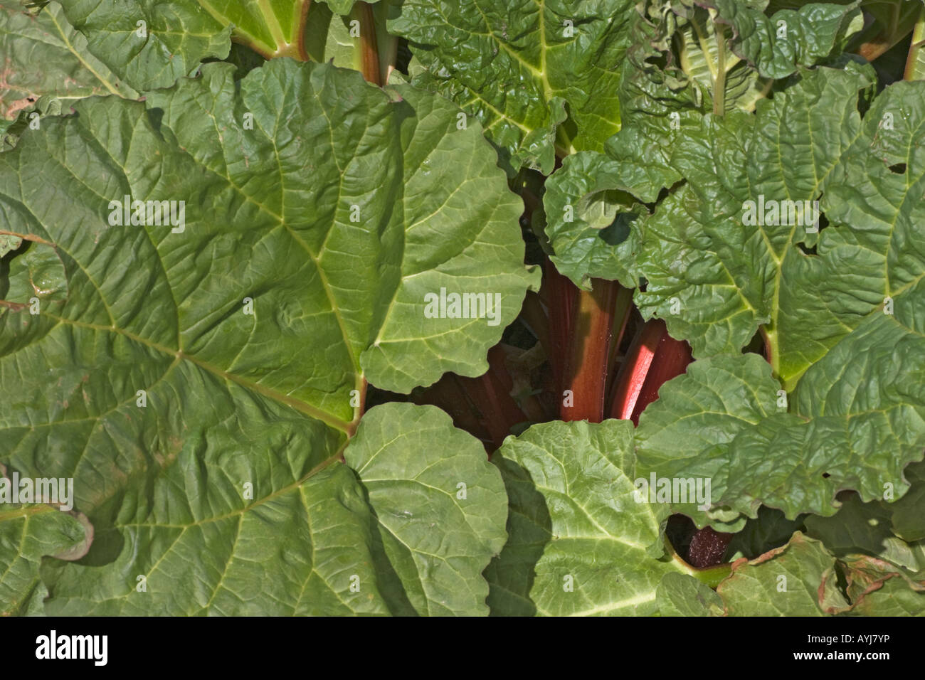 Primo piano di un rabarbaro, Rheum rhabarbarum o Rheum x hybridum, impianti. Foglie di colore verde e rosso, commestibili, rosso piccioli mostra Foto Stock