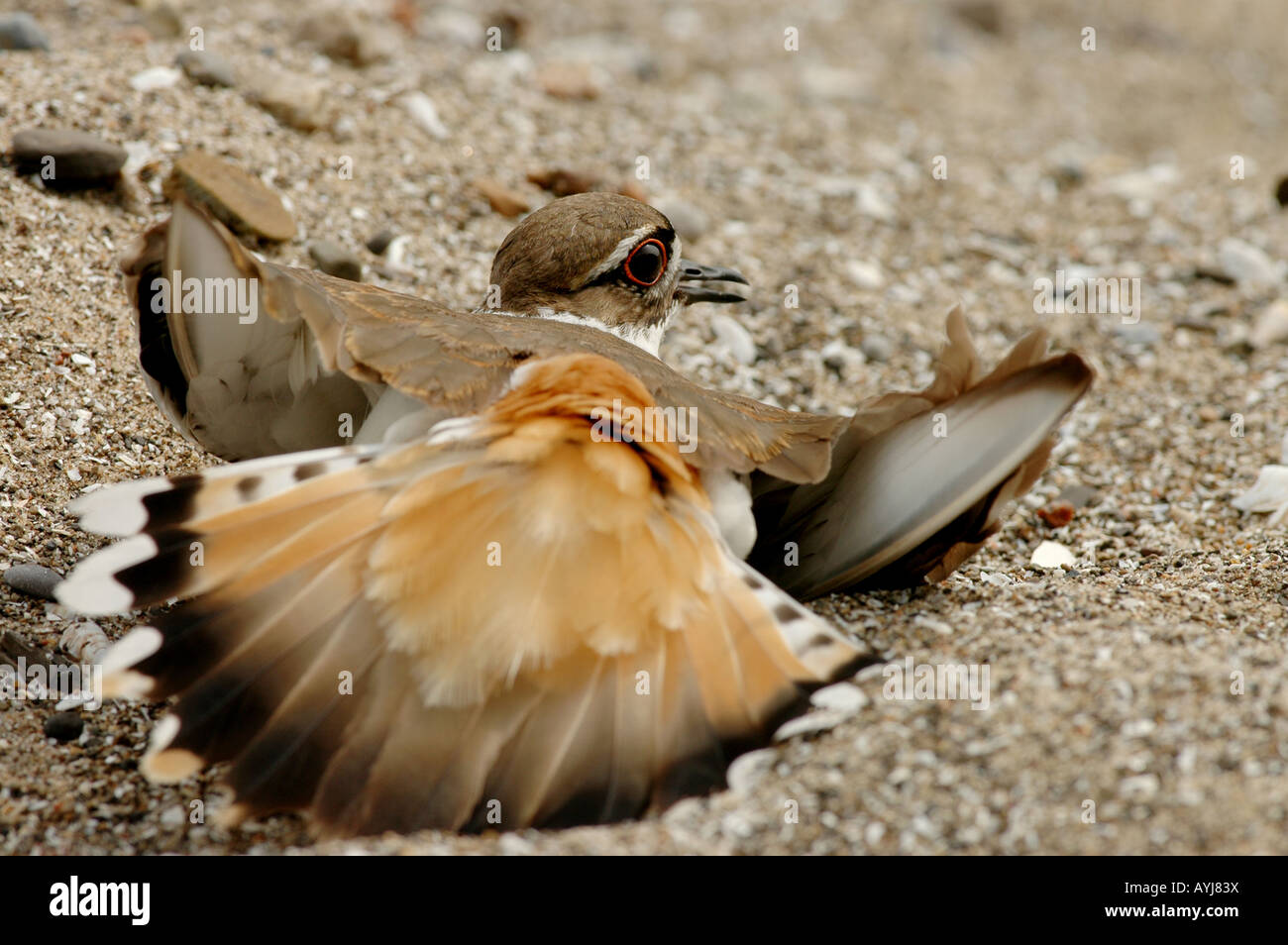 Nido killdeer rotto atto ad alette Foto Stock