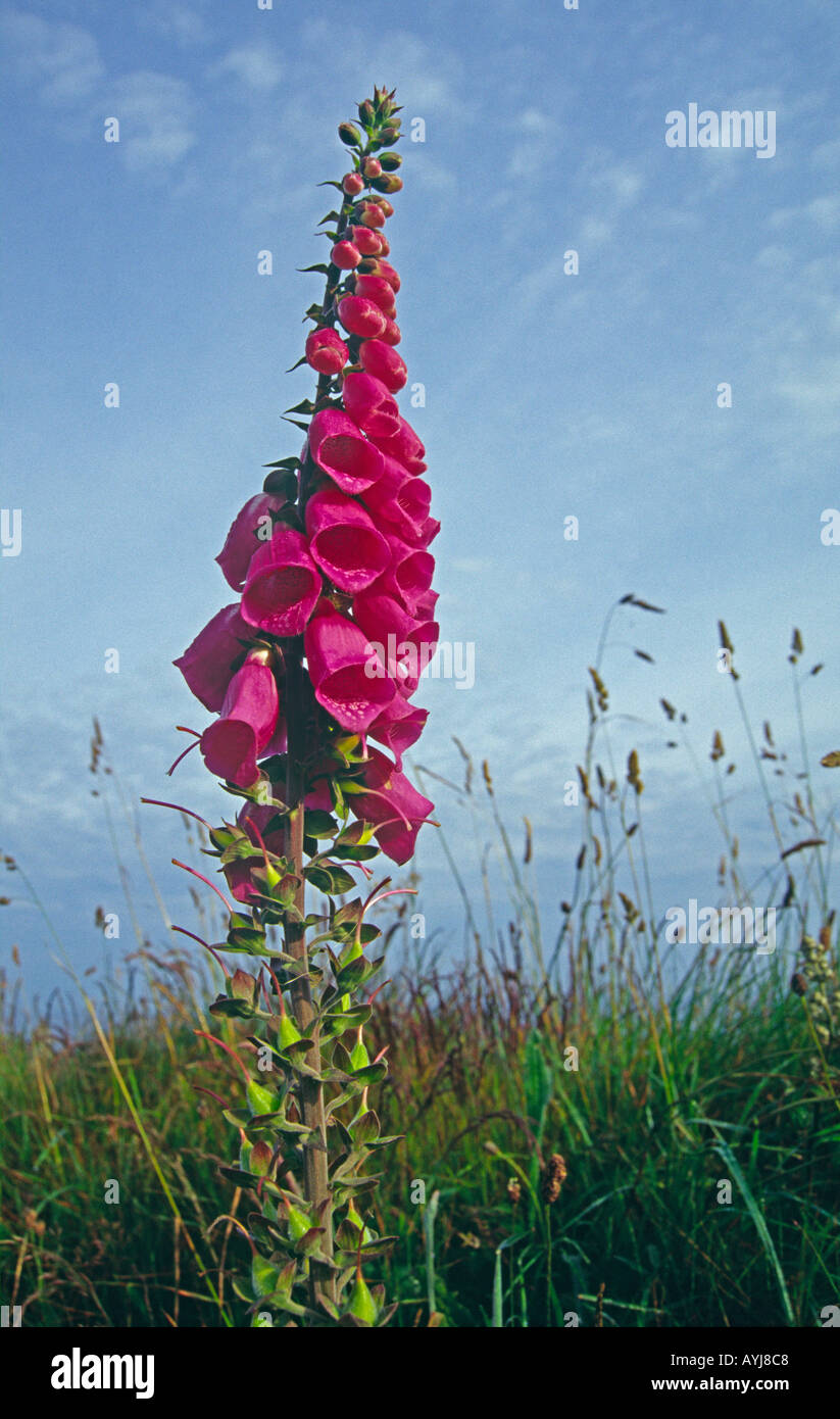 Foxglove contro un cielo blu Foto Stock