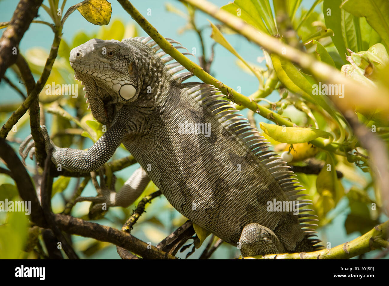 Iguana Nel verde fogliame su Bonaire Netherland Antillies Foto Stock