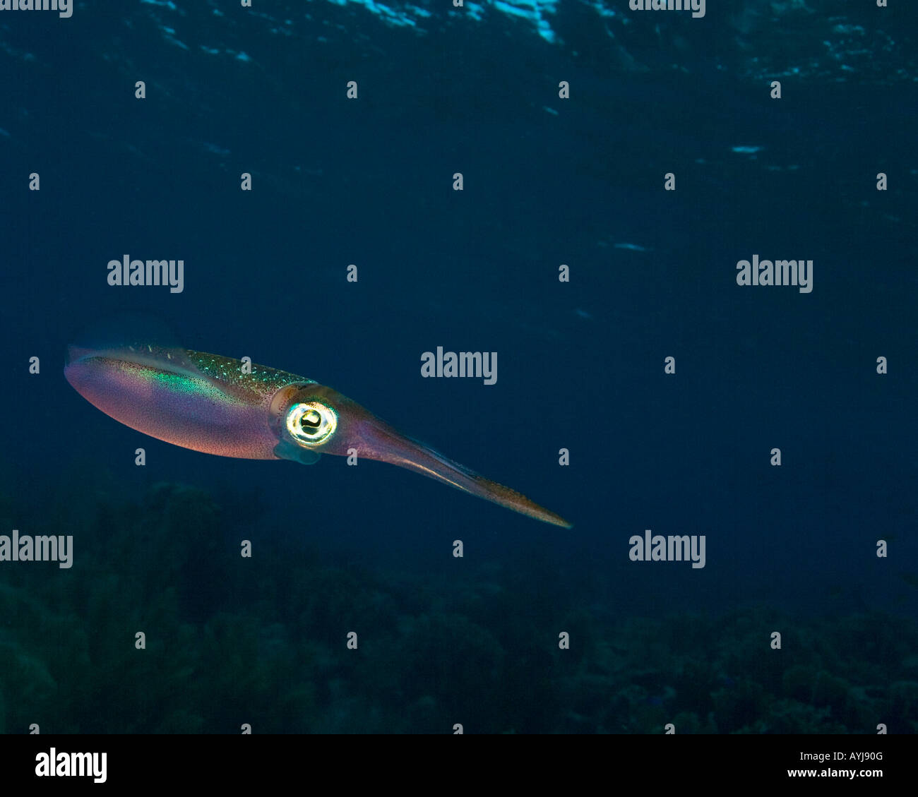 Calamari underwater Bonaire Antille Olandesi Foto Stock