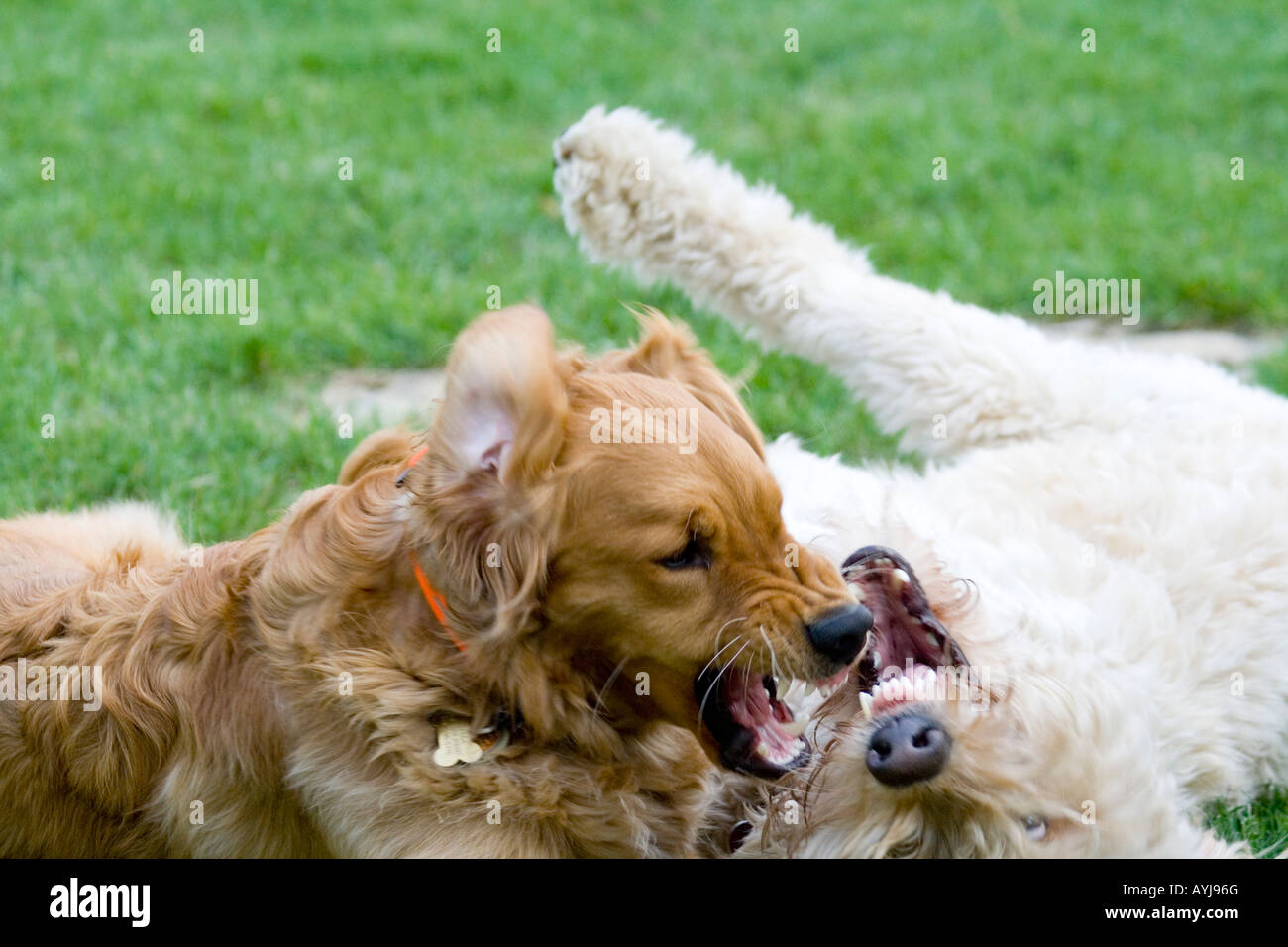 Femmina di Golden Retriever e sterilizzata Goldendoodle Cani giocando non i combattimenti. St Paul Minnesota USA Foto Stock