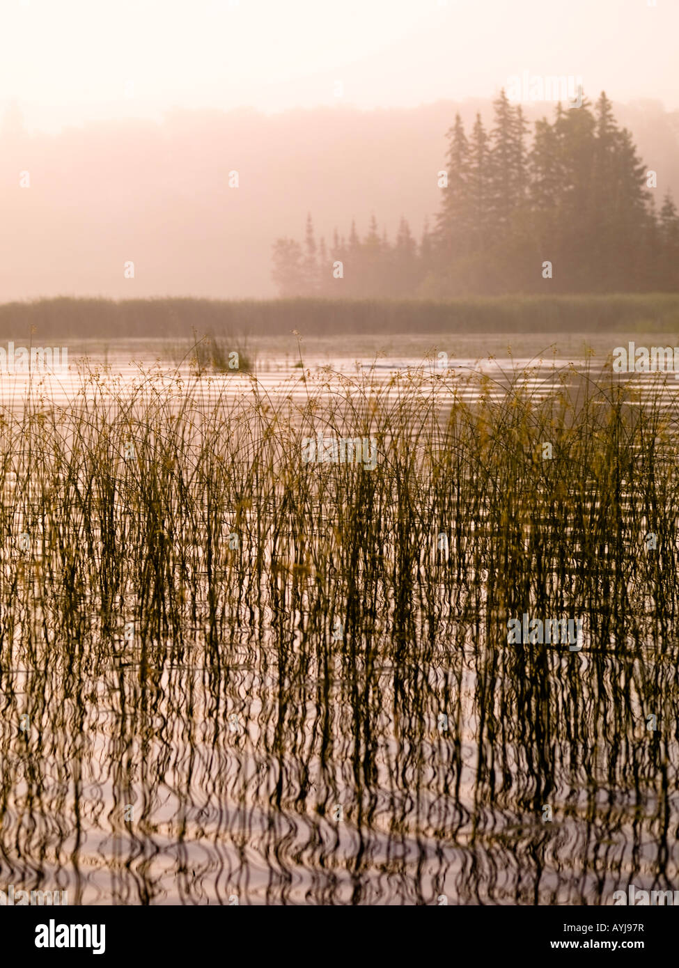 Stagno nebbioso Foto Stock