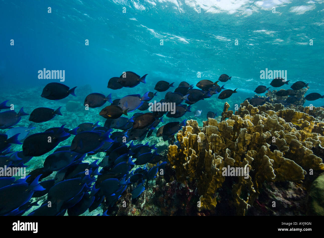 La scuola di pesci e coralli Bonaire Netherland Antillies Foto Stock
