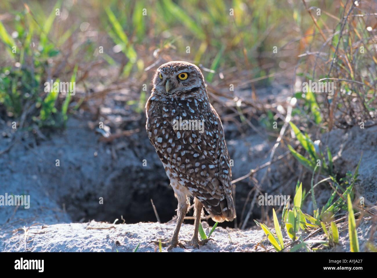Scavando Owl Athene cunicularia Everglades National Park Florida USA Foto Stock