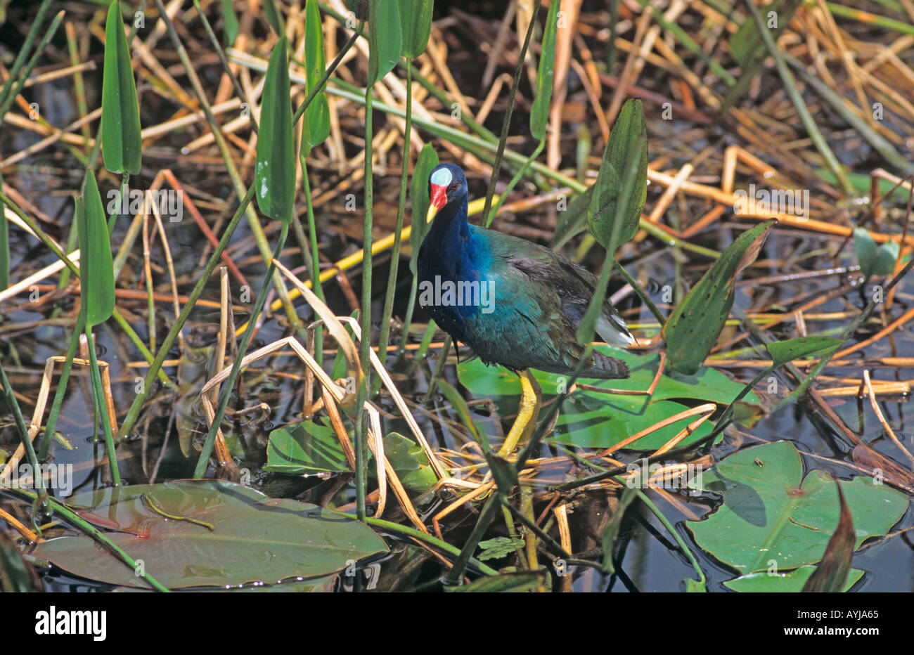 Pollo Sultano Porphryrula martinica Everglades National Park Florida USA Foto Stock
