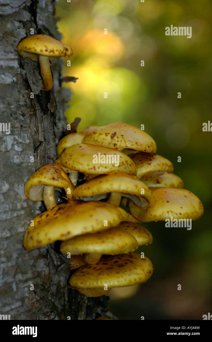 Grumo di funghi su albero Foto Stock