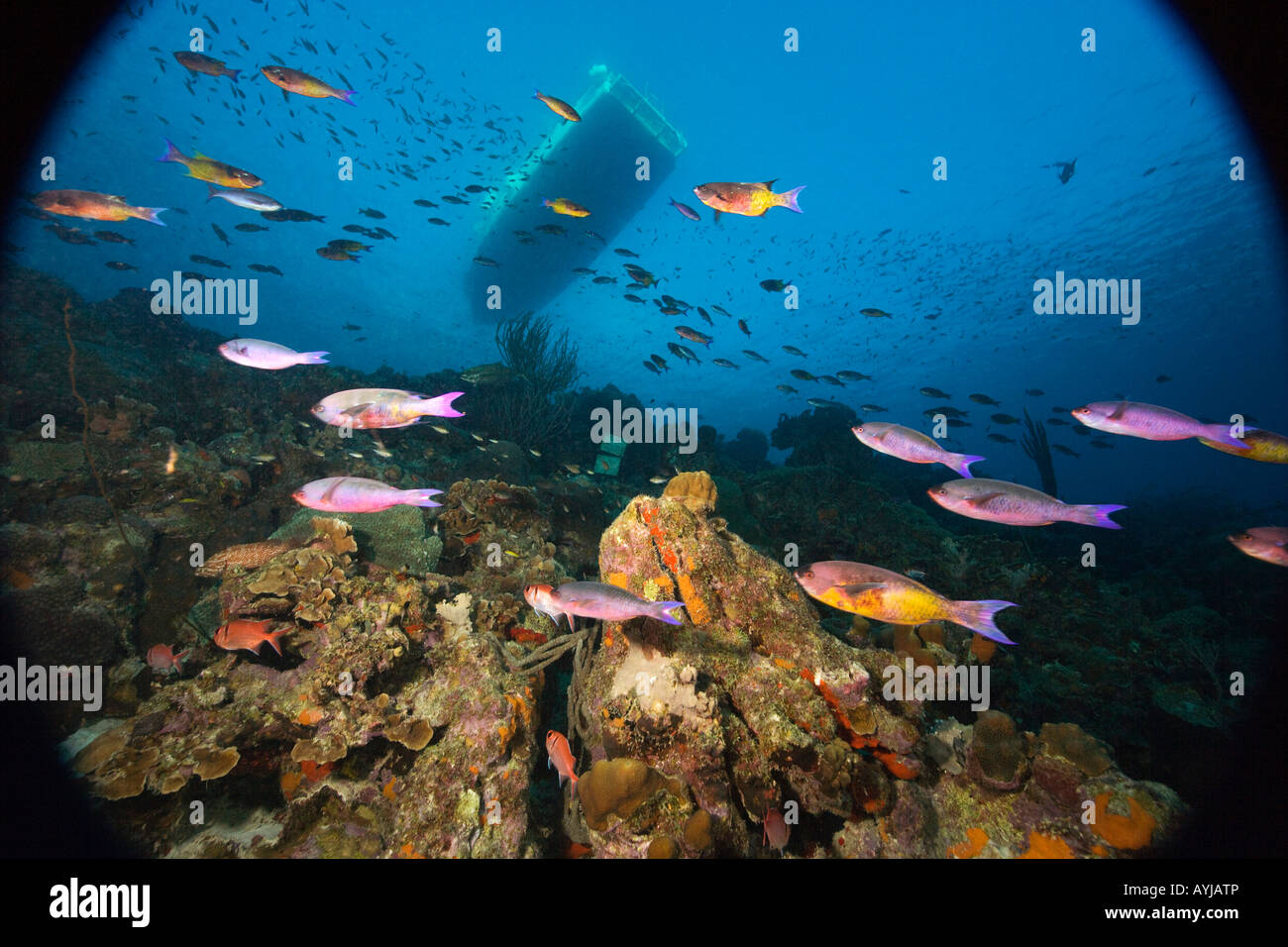 Scuola di pesce e diveboat a Buddy Reef Bonaire Netherland Antillies Foto Stock