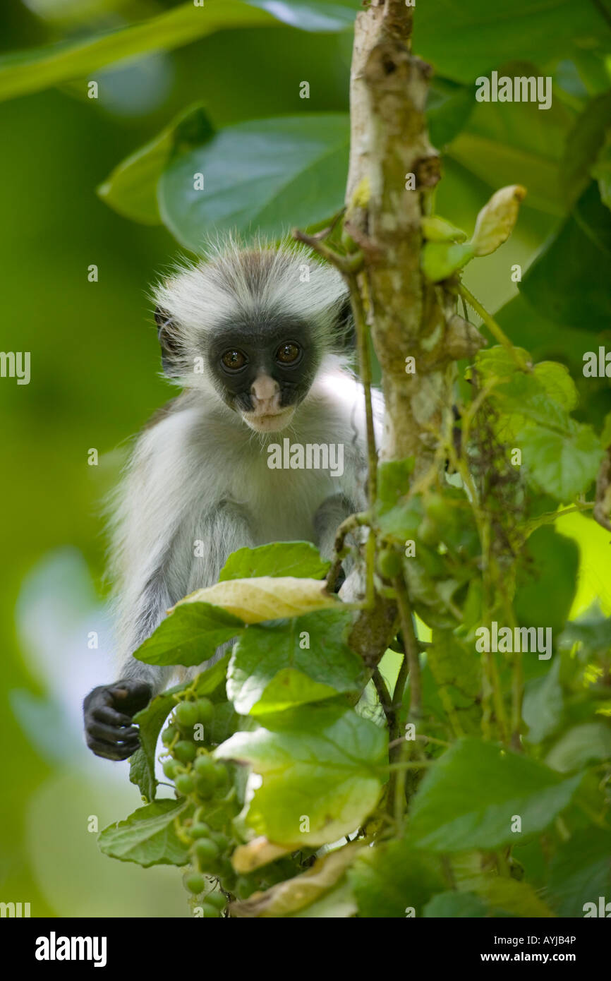 Africa Tanzania Zanzibar foresta di Jozani Chwaka Bay National Park capretti Kirks Red Colobus Monkey Foto Stock