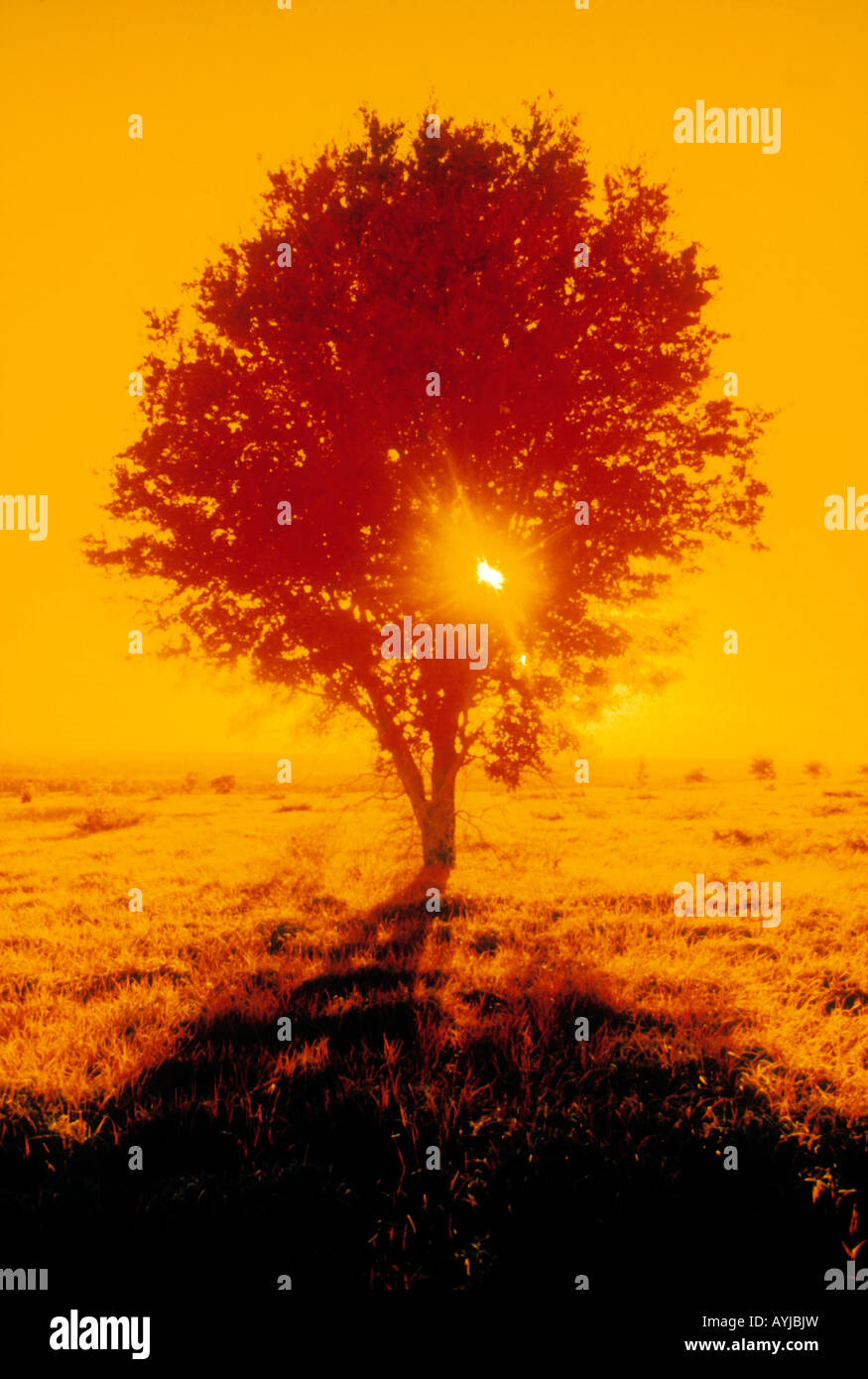 Una quercia photograhed utilizzando il colore della pellicola a raggi infrarossi, tutti i colori caldi con sun burst semina attraverso i rami degli alberi. Foto Stock