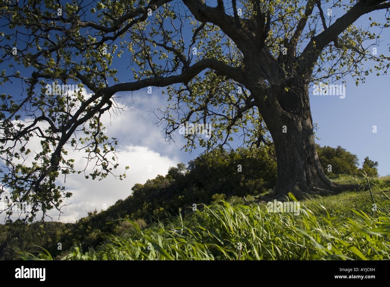 Valley Oak, East Canyon, Santa Clarita Foto Stock