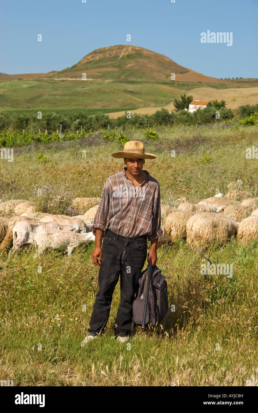 Tra Trapani e Palermo province della Sicilia. Strada del vino Alcamo DOC Foto Stock