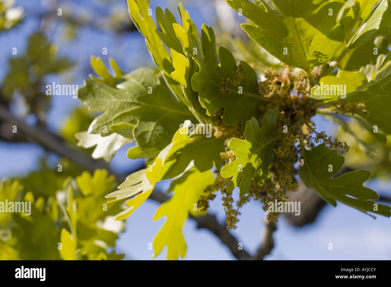 Crescita di primavera Foto Stock