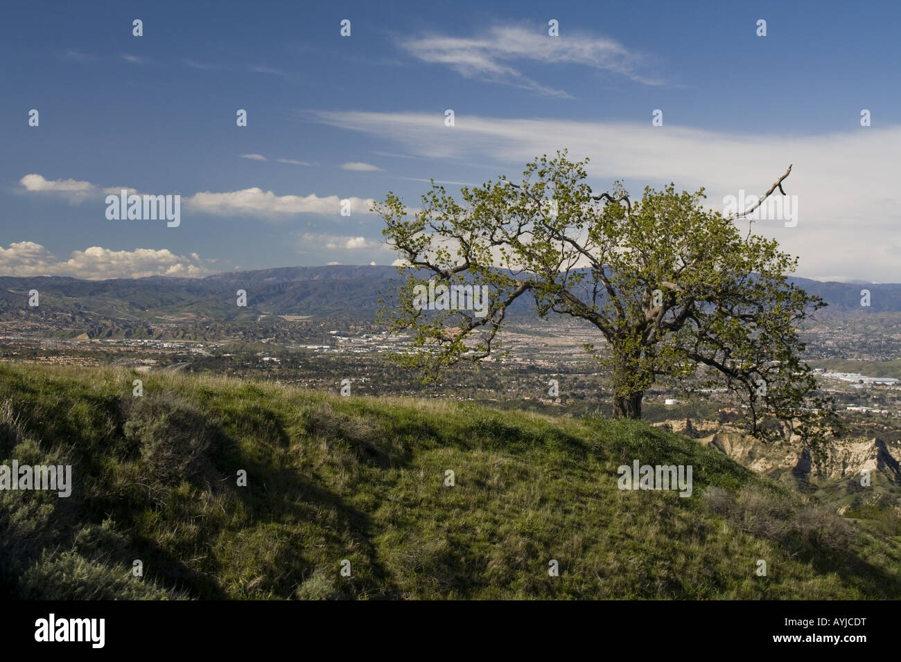 Valley Oak, East Canyon, Santa Clarita Foto Stock