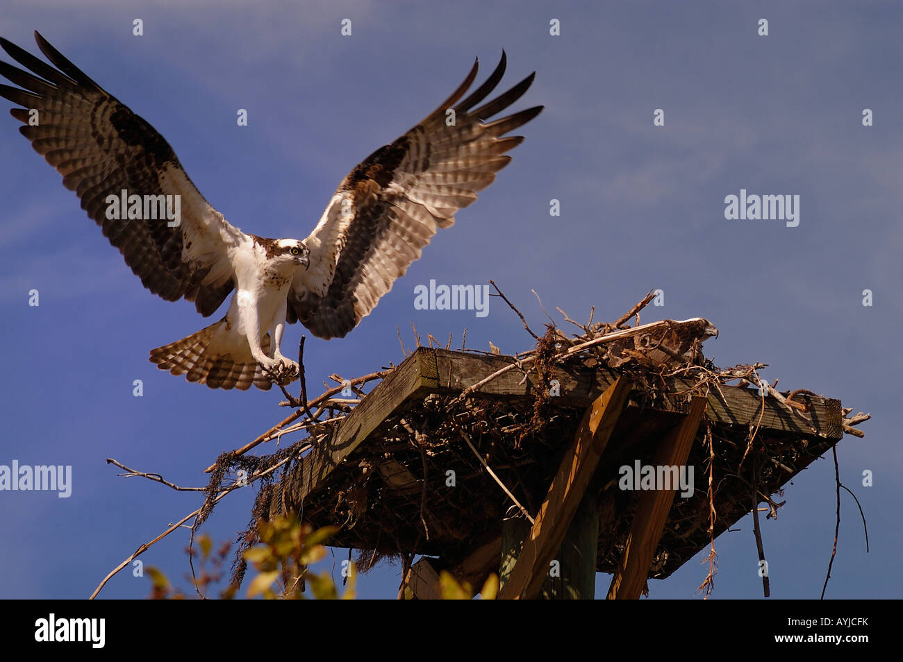 Osprey attorno alla terra su uomo fatto la piattaforma mentre si accoppiano attende Foto Stock