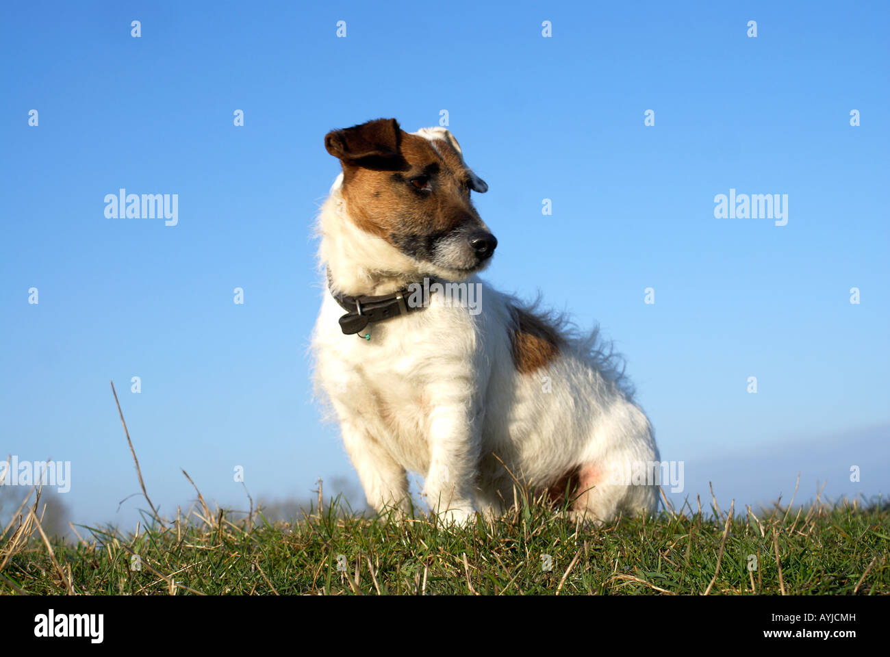 'Jack Russell'terrier cane Foto Stock