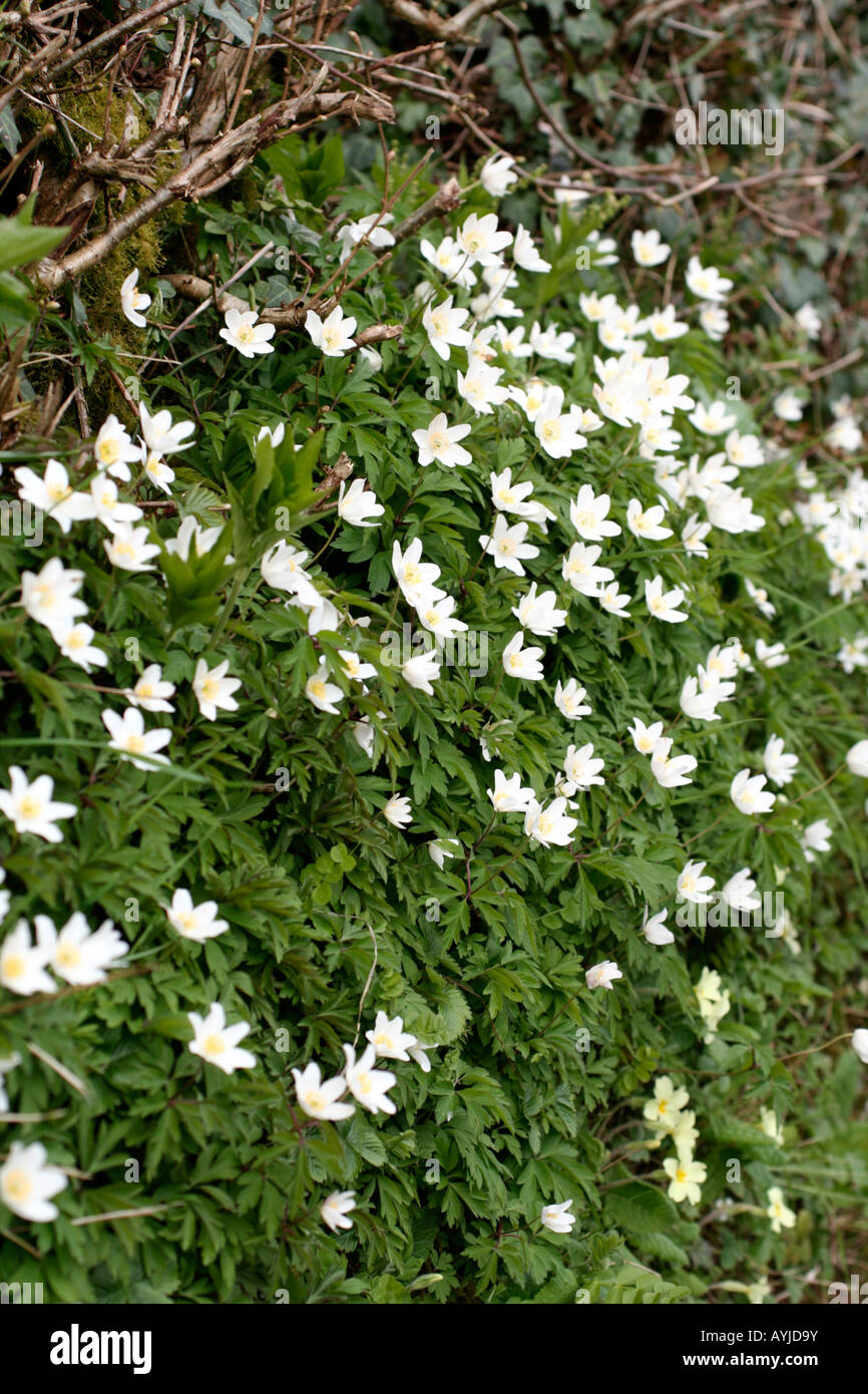 ANEMONE NEMOROSA , AGM WINDFLOWER Foto Stock