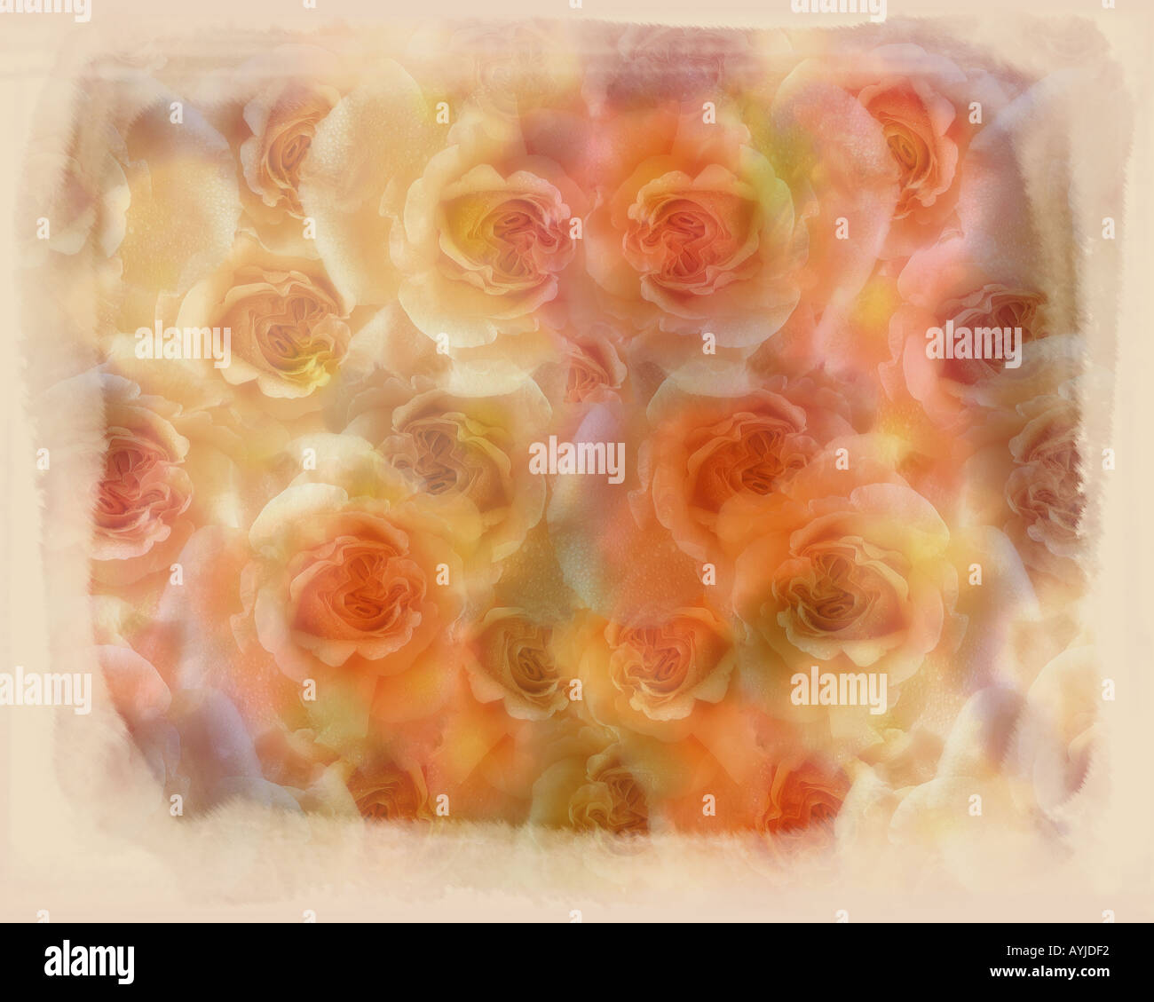 Concetto floreale: Visualizzazione delle Rose Foto Stock