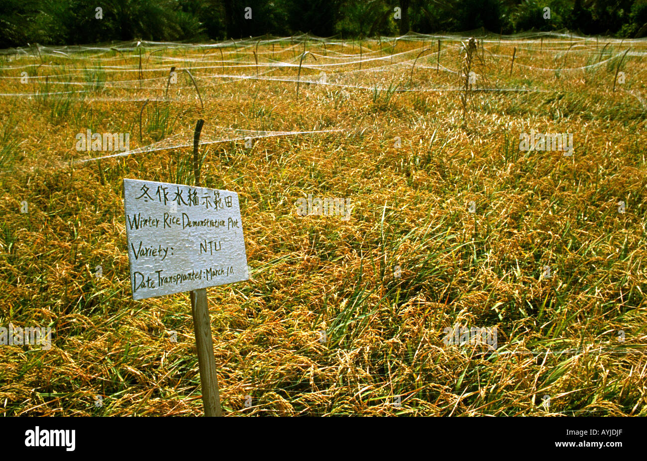 Al Hassa Arabia Saudita campo di riso piantagione sperimentale Foto Stock