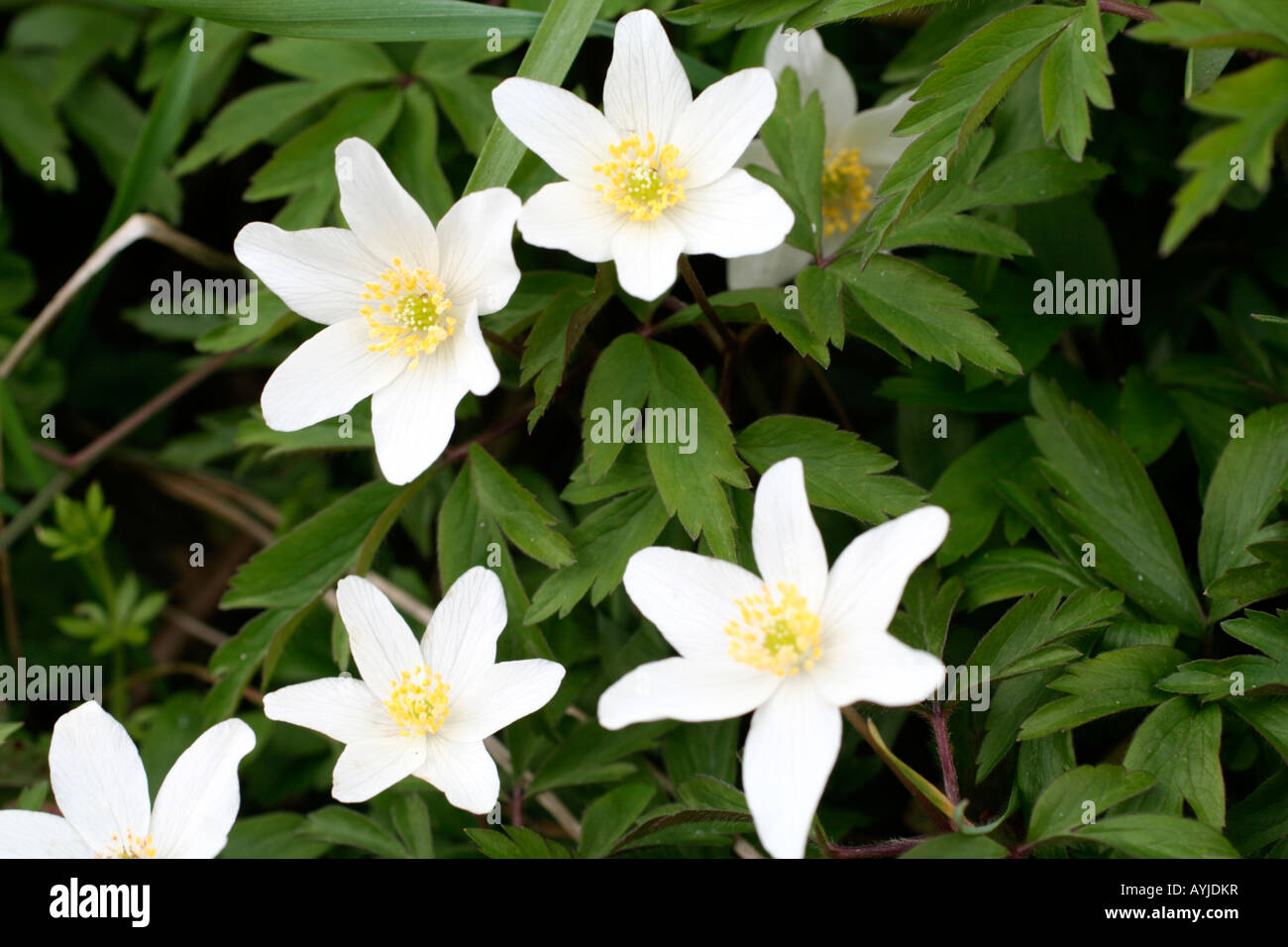 ANEMONE NEMOROSA , AGM WINDFLOWER Foto Stock