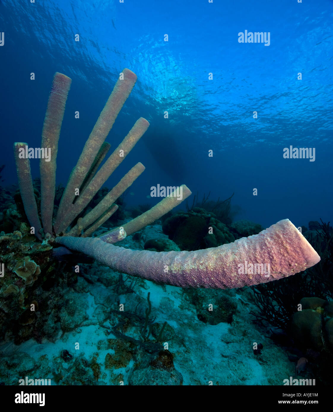 Vaso viola spugna a Buddy Reef divesite Bonaire Netherland Antillies Foto Stock