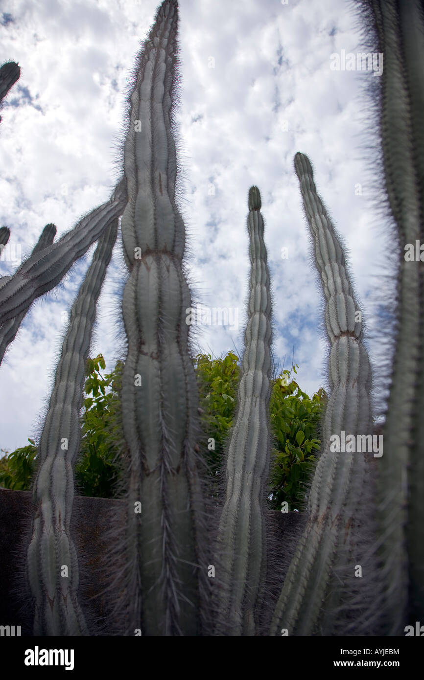 I cactus Bonaire Netherland Antillies Foto Stock