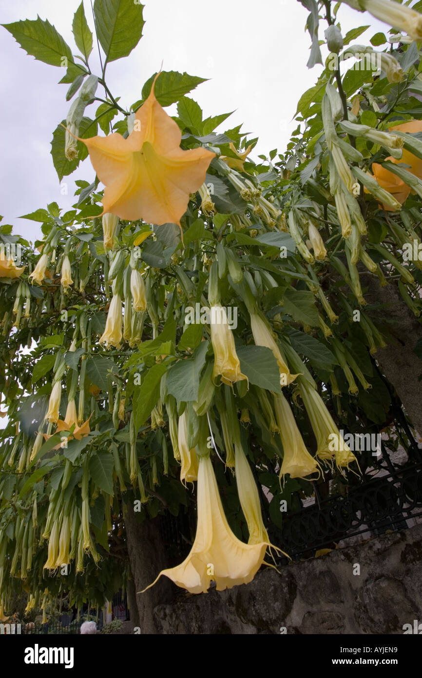 Datura giallo o diavoli fiori di erbaccia Galizia Spagna Foto Stock