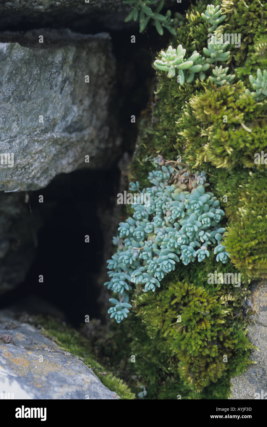 Corsica Stonecrop Sedum Dasyphyllum Pirenei spagnoli di piante succulente comune nei Pirenei crescente nel vecchio muro di pietra Foto Stock