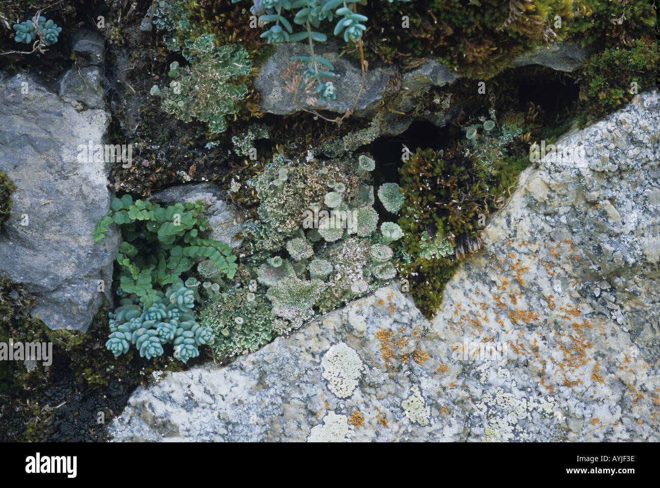 Licheni Sedum di felci e muschi crescente nel vecchio muro di pietra in Spagna Pirenei Foto Stock