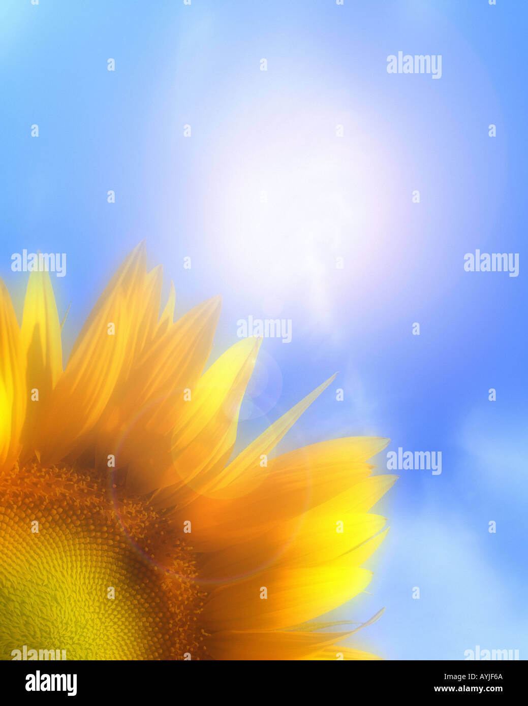 FR - Provence: girasole (lat. helianthus) Foto Stock