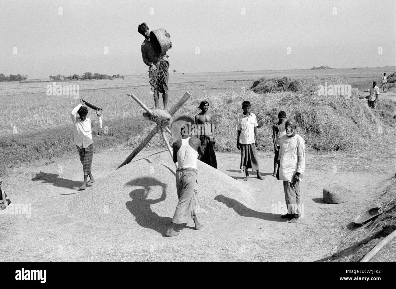 B/W di contadini che coltivano riso da una piattaforma di legno sollevata e che sparge il grano fuori per asciugare. Sandwip Island, Baia Del Bengala, Bangladesh Foto Stock