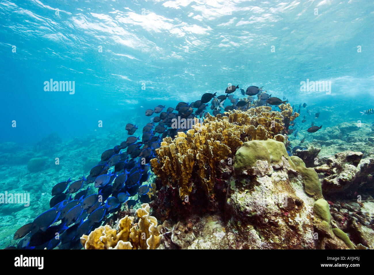 La scuola di pesci e coralli subacqueo, Bonaire, Netherland Antillies Foto Stock