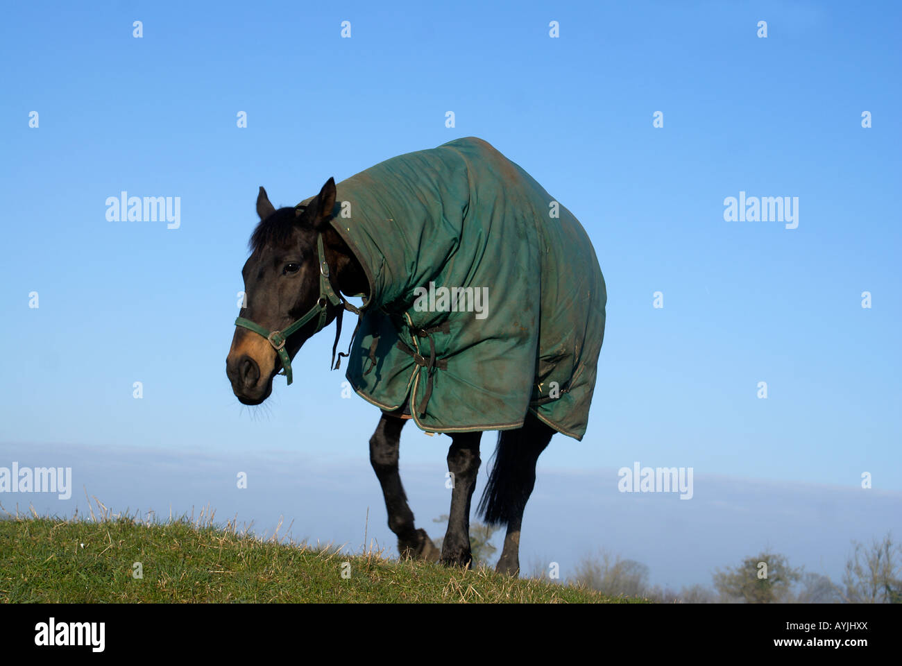 Hunter"corsa di cavalli' Foto Stock