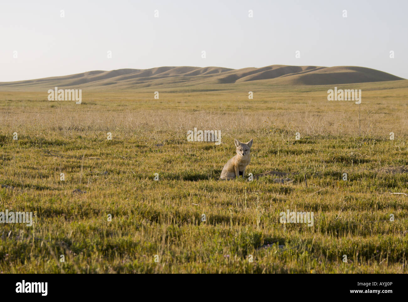 Kit fox sul lato della strada vicino alla gamma di Temblor, Carrizo Plains monumento nazionale Foto Stock