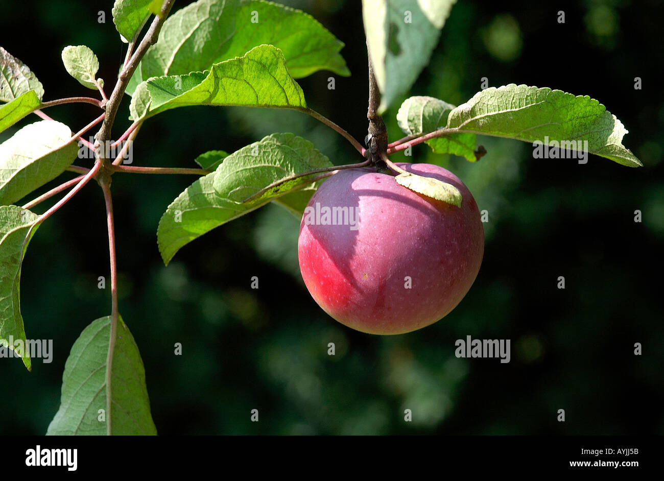 Roter Apfel am Baum Foto Stock