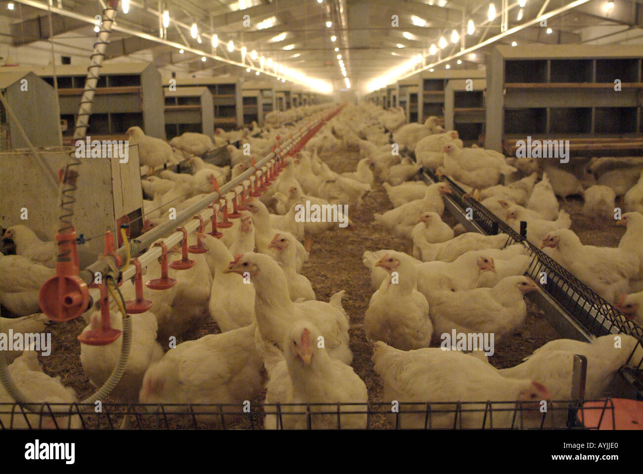 L'allevamento di polli da carne in una graticola fienile su un commerciale azienda agricola di pollame Foto Stock