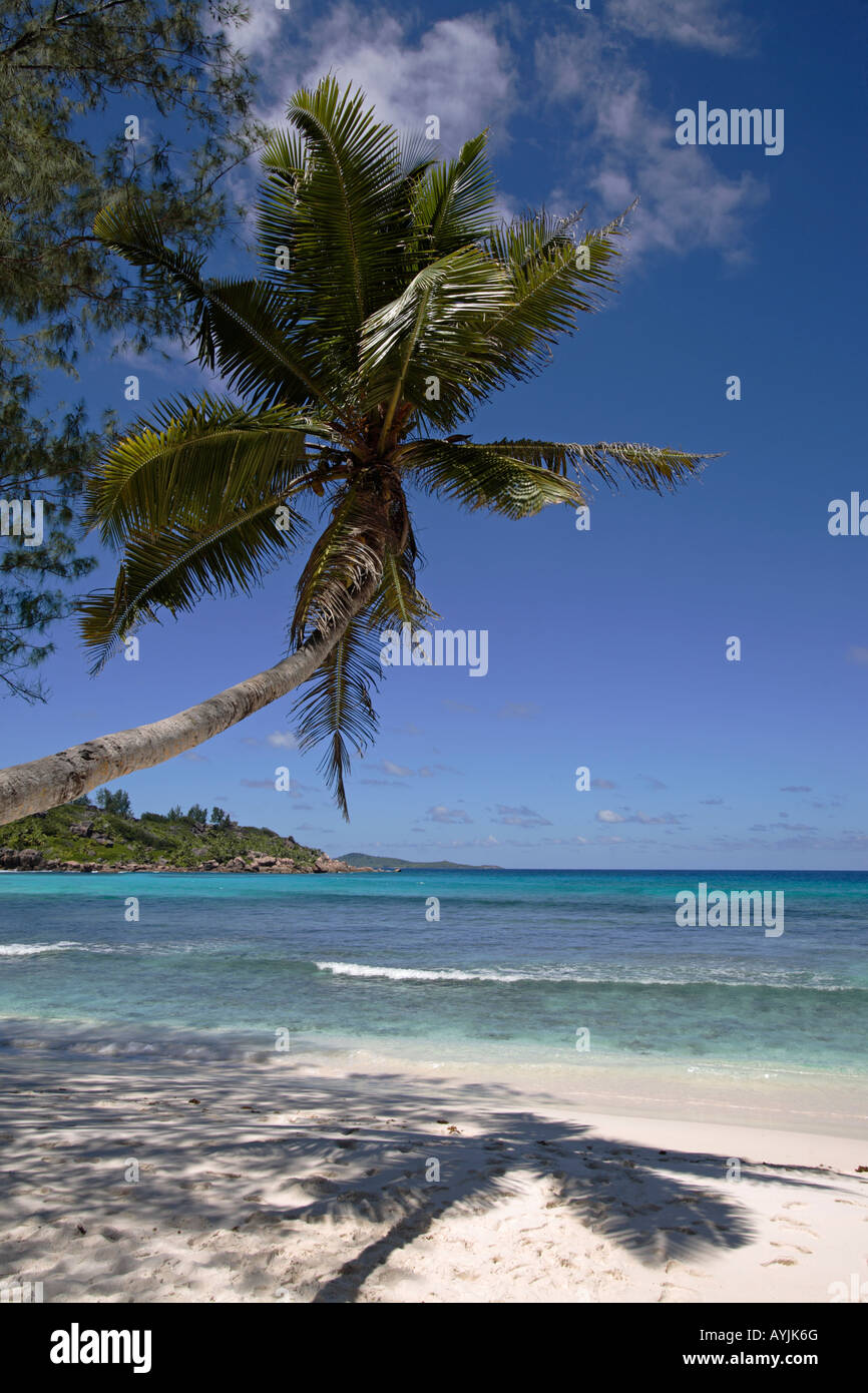 Palme spiaggia a sbalzo in Anse Cocos, La Digue Island, Seicelle Foto Stock