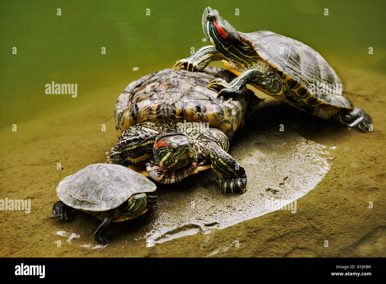 Red eared Slider Trachemys scripta sole Semi tartarughe acquatiche trovati in acqua tranquilla Dist America del Nord Foto Stock
