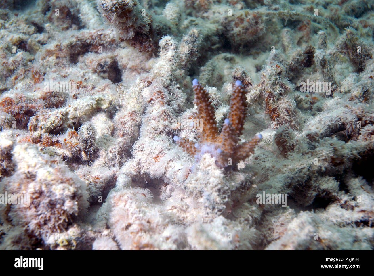 Nuova colonia di corallo cominciando a crescere su resti di vecchi morti reef Foto Stock