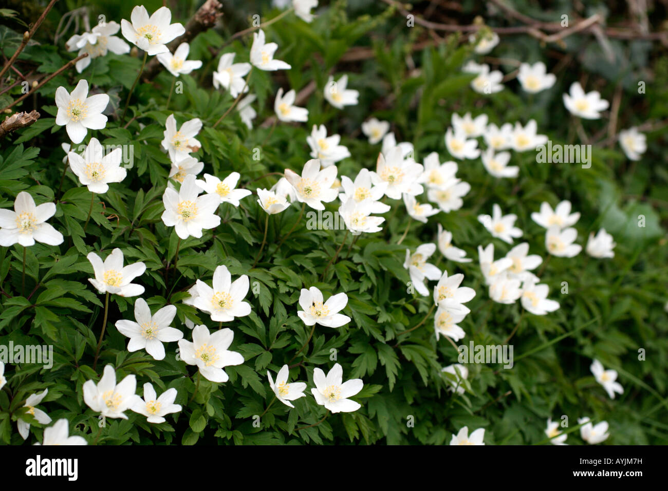 ANEMONE NEMOROSA , AGM WINDFLOWER Foto Stock