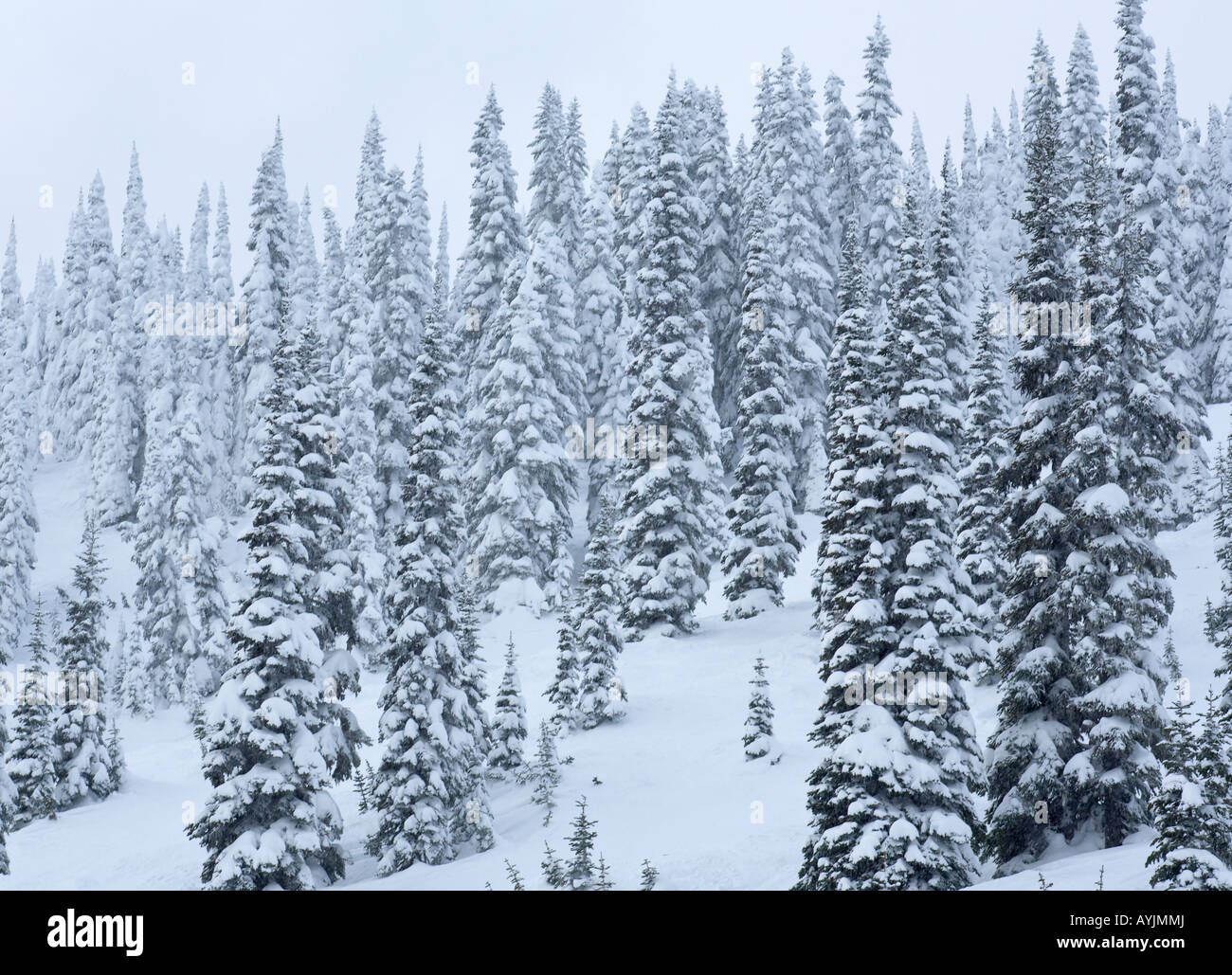Coperta di neve alberi Stevens Pass Ski Area Central Washington Cascades Foto Stock