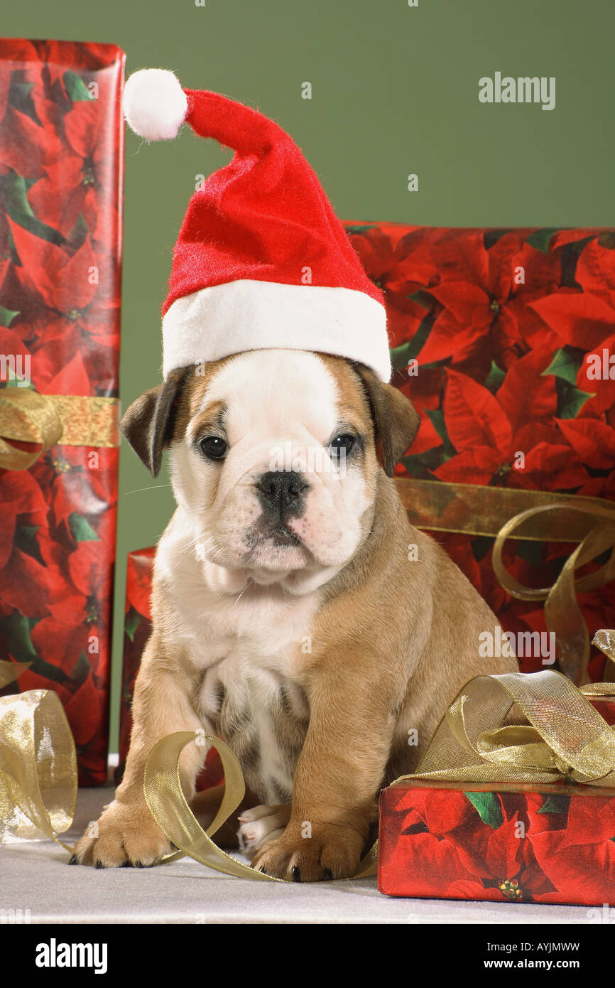 Bulldog inglese - cucciolo con Babbo Natale cap Foto Stock