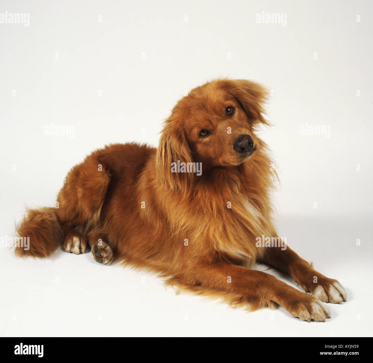 Nova Scotia Duck Tolling Retriever giace comodamente con la sua testa inclinata leggermente di lato. Foto Stock